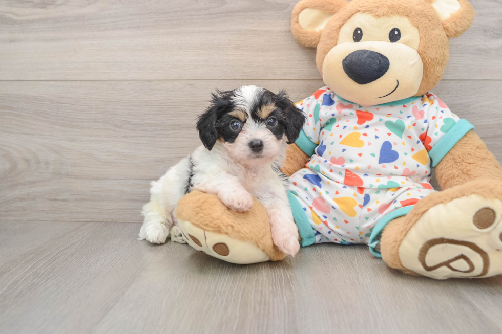 Friendly Cavachon Baby