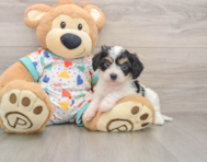 5 week old Cavachon Puppy For Sale - Pilesgrove Pups