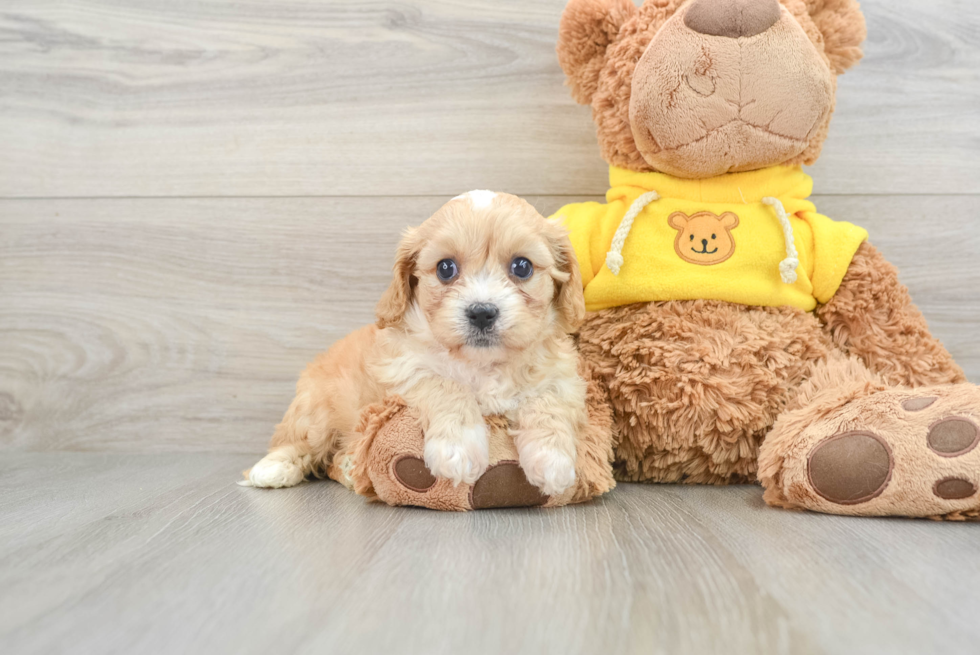 Funny Cavachon Designer Pup