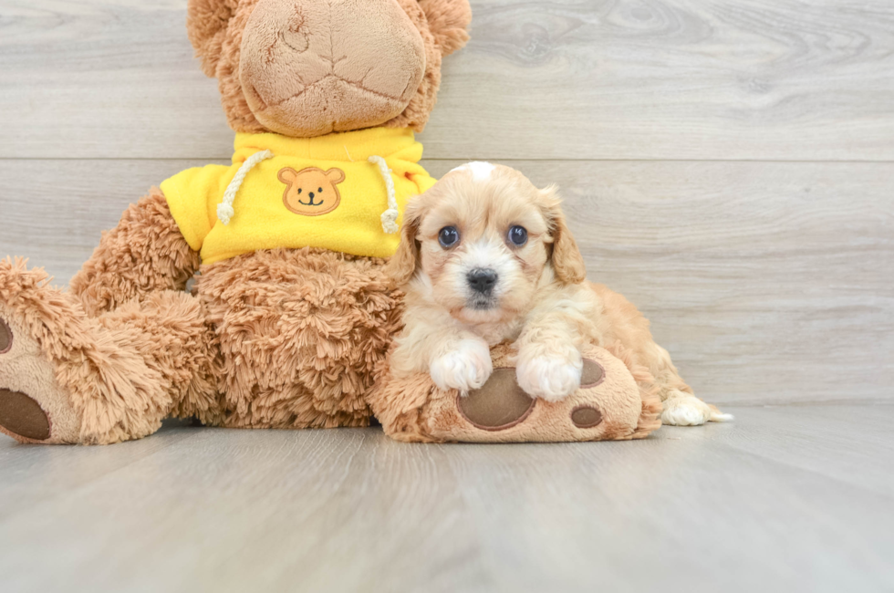 5 week old Cavachon Puppy For Sale - Pilesgrove Pups