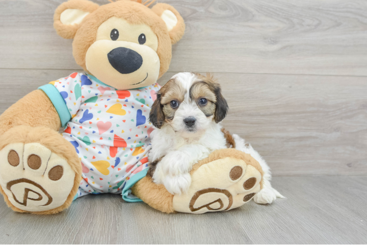 Sweet Cavachon Baby