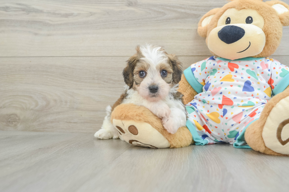 7 week old Cavachon Puppy For Sale - Pilesgrove Pups