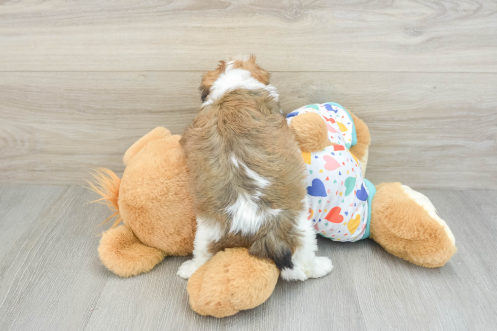 Cavachon Pup Being Cute