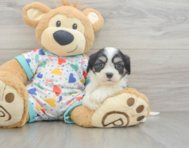 5 week old Cavachon Puppy For Sale - Pilesgrove Pups