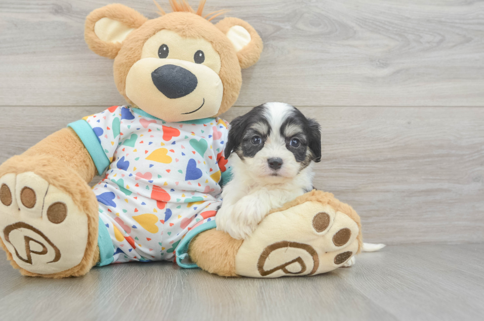 5 week old Cavachon Puppy For Sale - Pilesgrove Pups