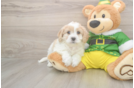 Adorable Cavalier Bichon Designer Puppy