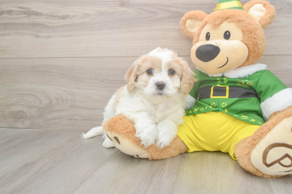 6 week old Cavachon Puppy For Sale - Pilesgrove Pups