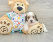 7 week old Cavachon Puppy For Sale - Pilesgrove Pups