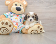 6 week old Cavachon Puppy For Sale - Pilesgrove Pups