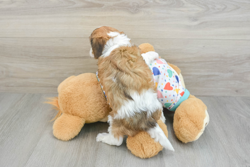 Cavachon Pup Being Cute