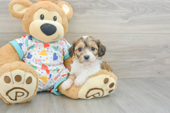 Cavachon Pup Being Cute