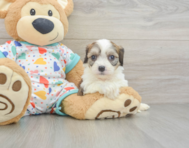6 week old Cavachon Puppy For Sale - Pilesgrove Pups