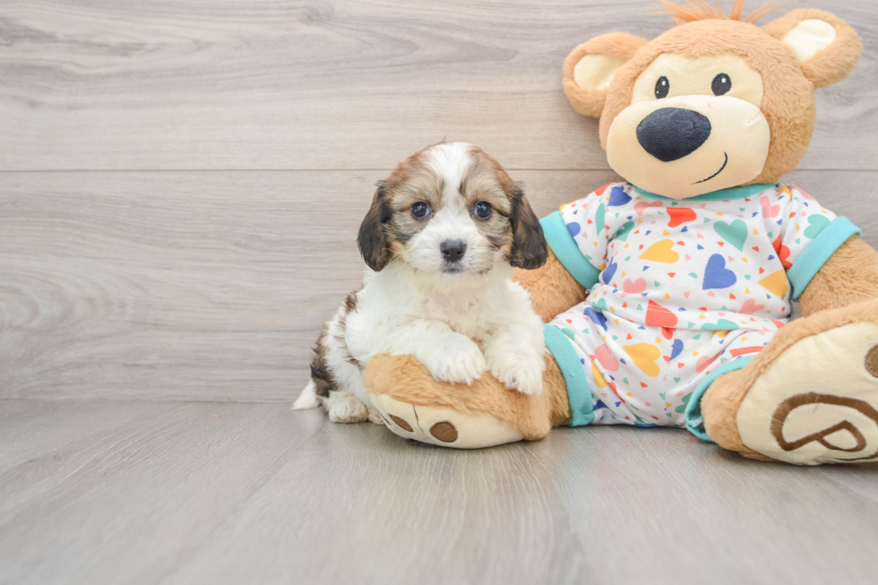 Smart Cavachon Designer Pup