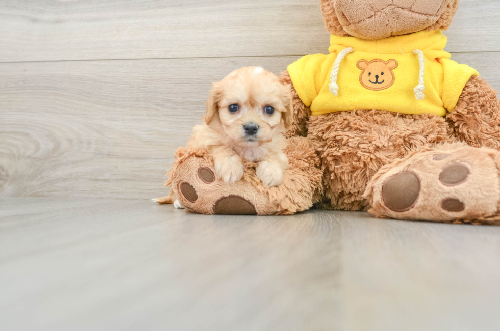 5 week old Cavachon Puppy For Sale - Pilesgrove Pups