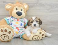 7 week old Cavachon Puppy For Sale - Pilesgrove Pups