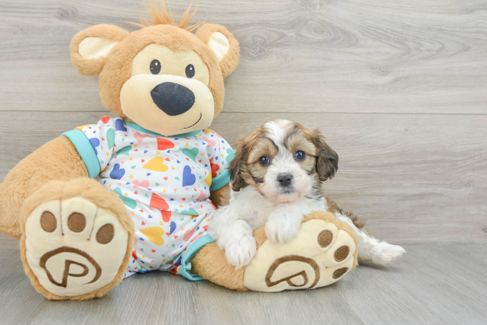 Cavachon Pup Being Cute