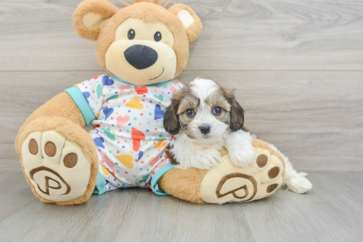 Best Cavachon Baby