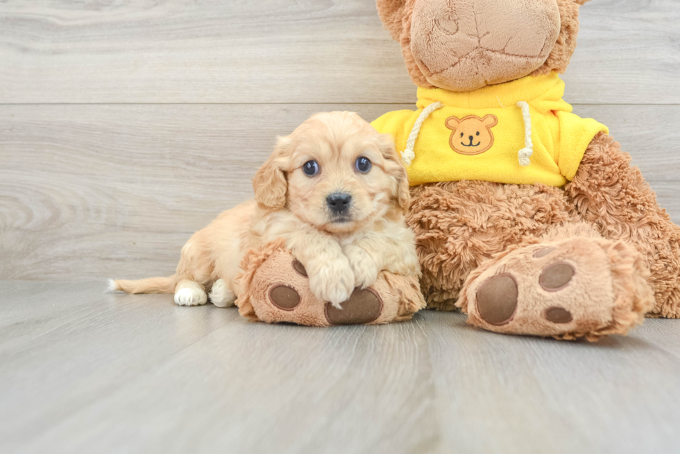 Happy Cavachon Baby