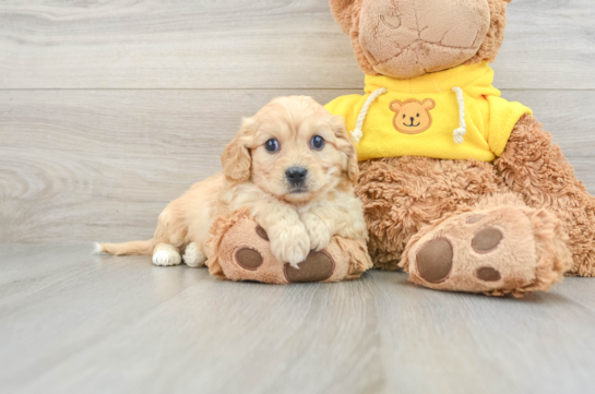 Happy Cavachon Baby