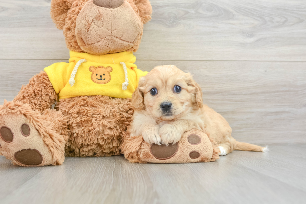 Sweet Cavachon Baby