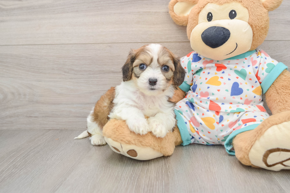 Smart Cavachon Designer Pup