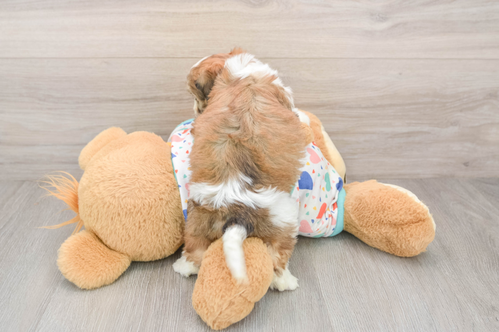 Hypoallergenic Cavalier Bichon Designer Puppy