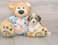 7 week old Cavachon Puppy For Sale - Pilesgrove Pups