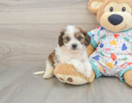 5 week old Cavachon Puppy For Sale - Pilesgrove Pups