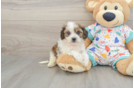 Playful Cavalier Bichon Designer Puppy