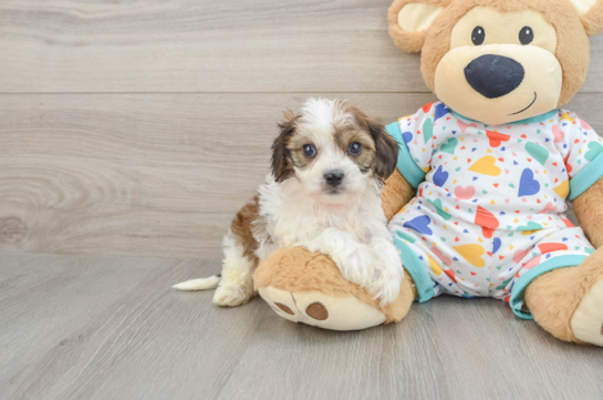 Playful Cavalier Bichon Designer Puppy