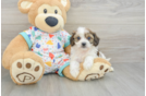 Smart Cavachon Designer Pup