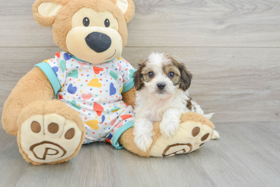 Smart Cavachon Designer Pup