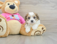 6 week old Cavachon Puppy For Sale - Pilesgrove Pups