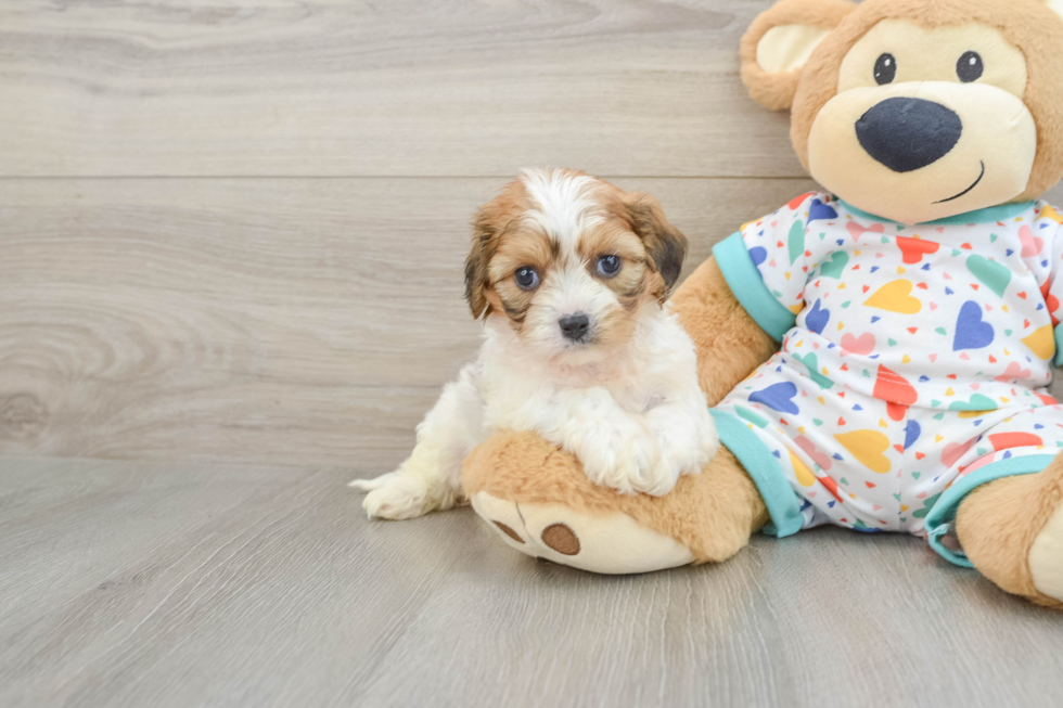 Cavachon Pup Being Cute