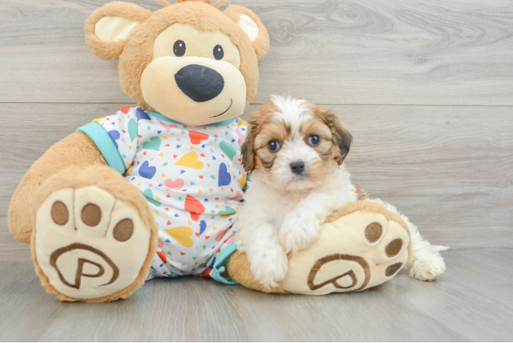 Cavachon Pup Being Cute
