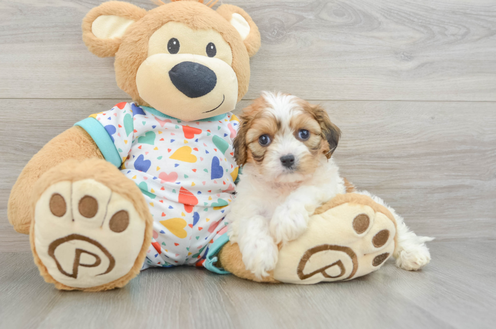 5 week old Cavachon Puppy For Sale - Pilesgrove Pups