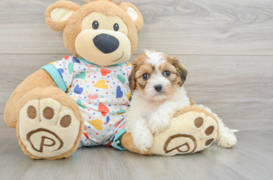 Cavachon Pup Being Cute