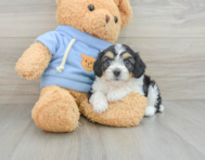 8 week old Cavachon Puppy For Sale - Pilesgrove Pups