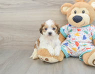 5 week old Cavachon Puppy For Sale - Pilesgrove Pups