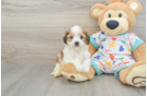 Petite Cavachon Designer Pup