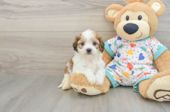 Petite Cavachon Designer Pup