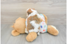 Sweet Cavachon Baby