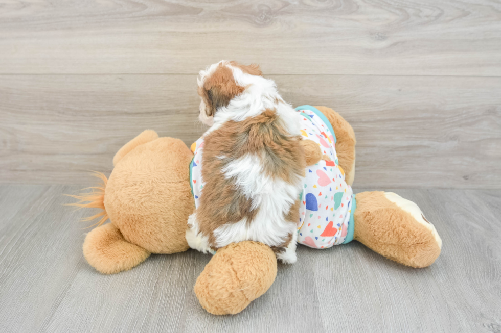 Sweet Cavachon Baby