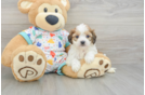 Best Cavachon Baby
