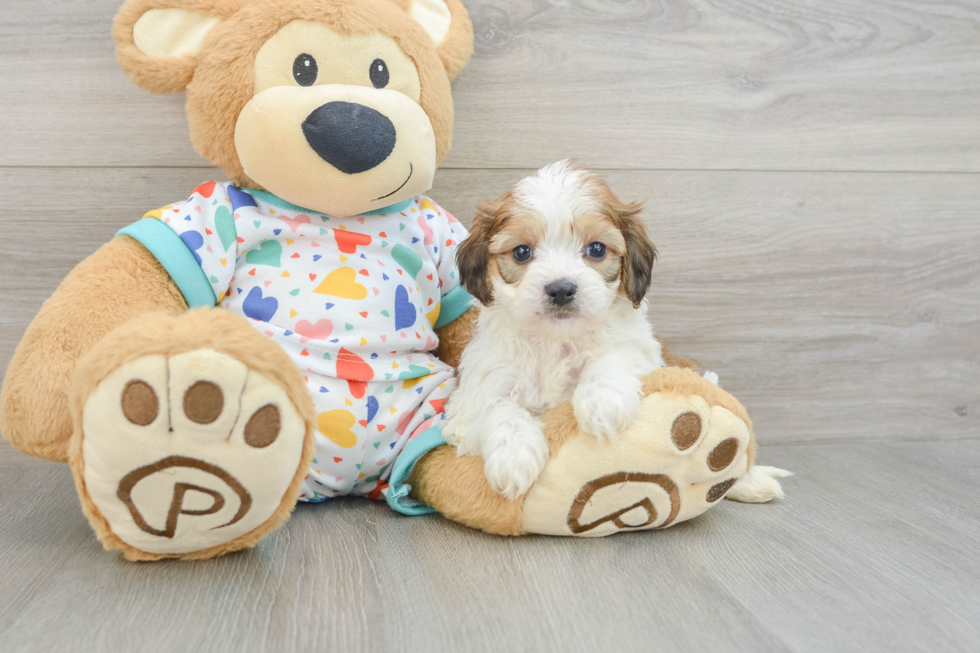Best Cavachon Baby