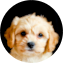 Cavachon Puppy For Sale - Pilesgrove Pups Cavachon Puppy For Sale - Pilesgrove Pups