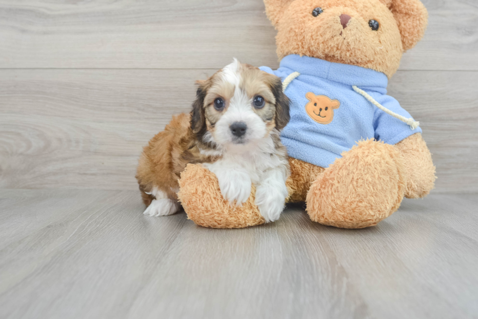 Cavachon Puppy for Adoption