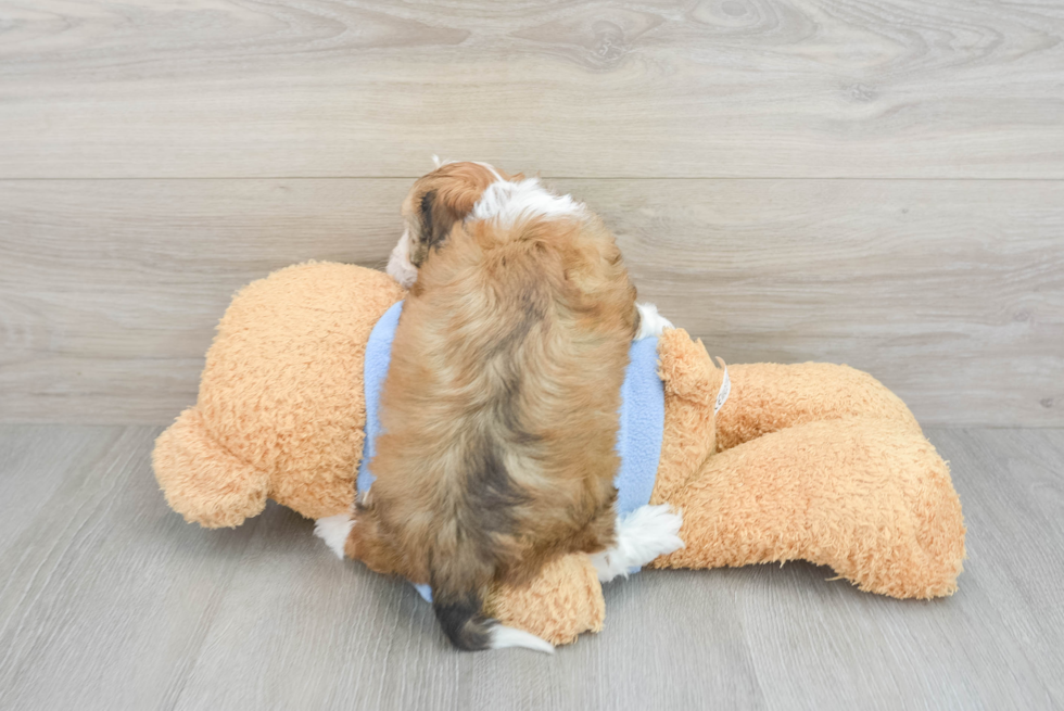 Happy Cavachon Baby