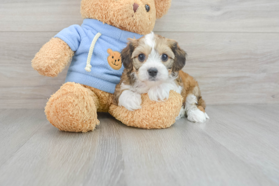 Best Cavachon Baby