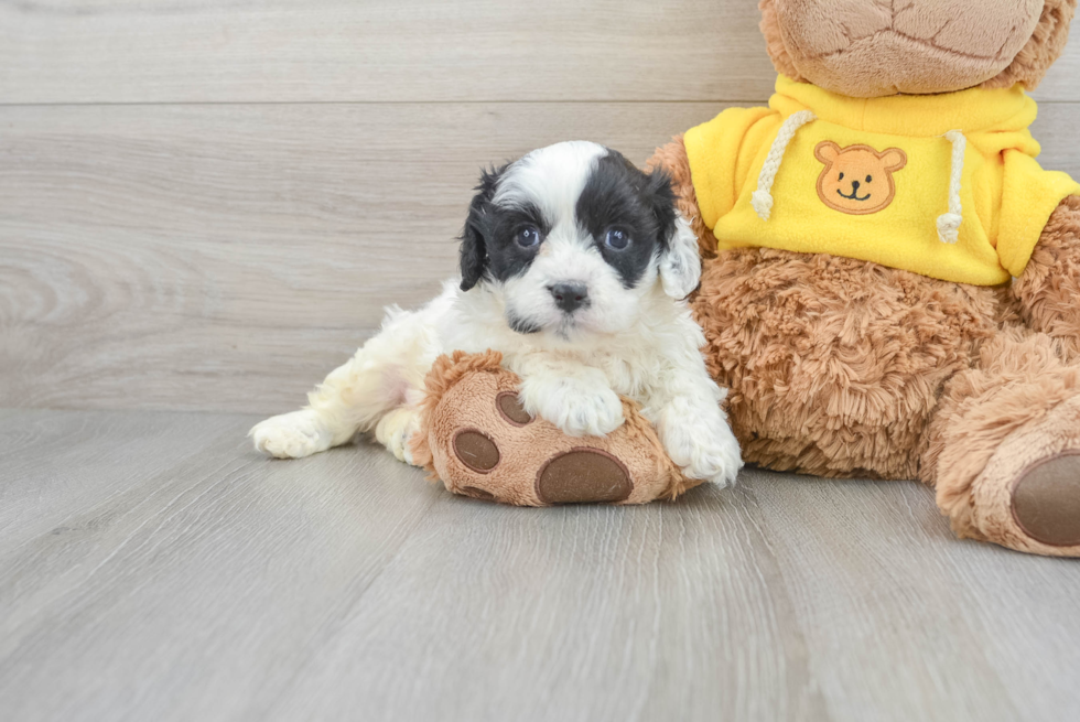 Cavachon Puppy for Adoption